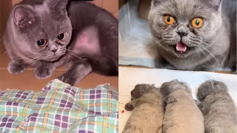 室内装修良浩小孩摔猫