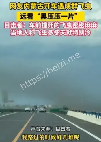 内蒙古满洲里飞虫暴发现象